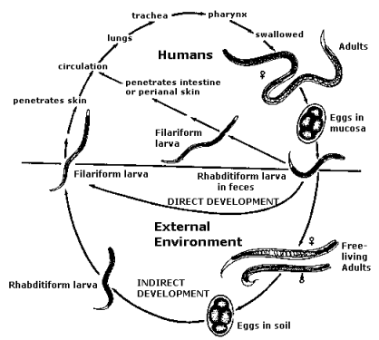 RRH: Rural and Remote Health article: 152 - Strongyloidiasis: an issue