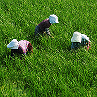 theme pic for article 10113